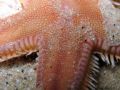 Astropecten irregularis